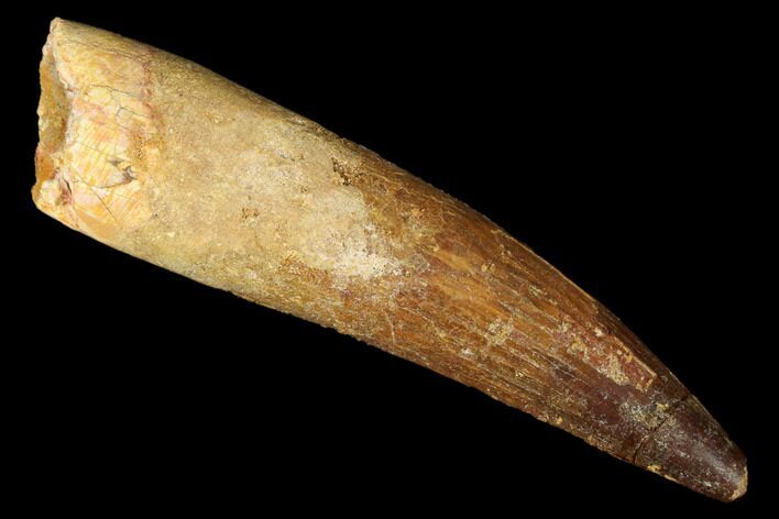 Bargain, Real Spinosaurus Tooth - Reconstructed Root Area #175312